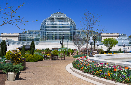 Washington DC, USA- March 26, 2012: The United States Botanic Garden (USBG), Washington DC, USA. It is a botanic garden on the grounds of the United States Capitol, near Garfield Circle. The Botanic Garden is supervised by the Congress through the Architect of the Capitol, who is responsible for maintaining the grounds of the United States Capitol. Flowerbed of red and white tulips, landscaped garden with trees, bushes and grass, street lamps and vivid blue clear sky are in the image. Canon EF 24-105mm/4L IS USM Lens.