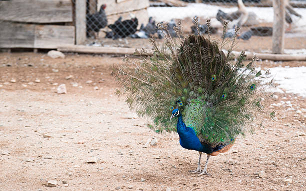 istock Peacock fanned 502211758