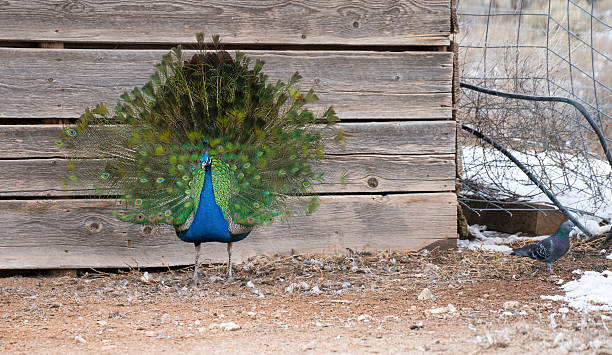 Peacock, feathers fanned