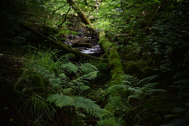 istock Woodland glade, shade 502212536