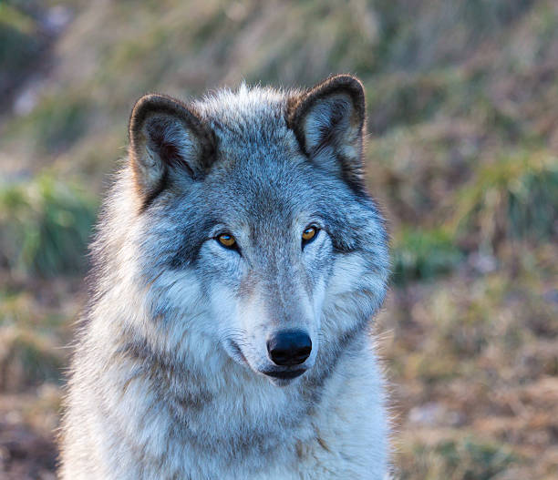 istock North American Grey Wolfe resting in a Boreal Forest. 502213288