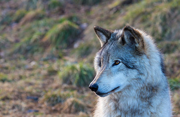 istock North American Grey Wolfe resting in a Boreal Forest. 502213514
