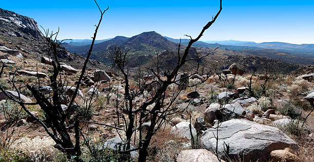 plus sinistrée tree paysage de l'arizona - brunt photos et images de collection