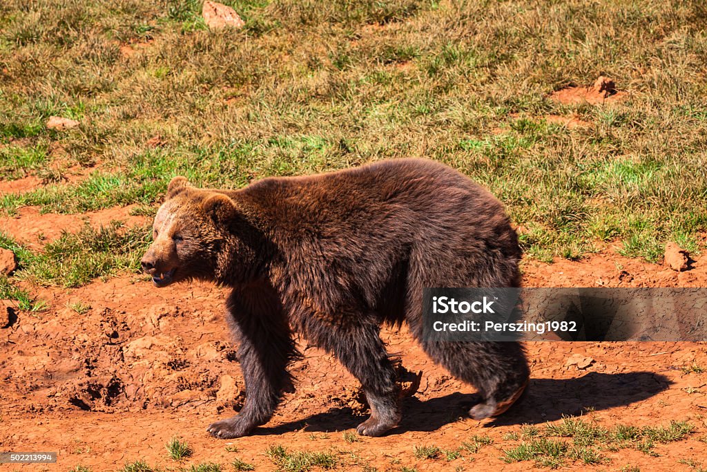 North American Grizzly Bear at sunrise en el oeste de Estados Unidos - Foto de stock de 2015 libre de derechos