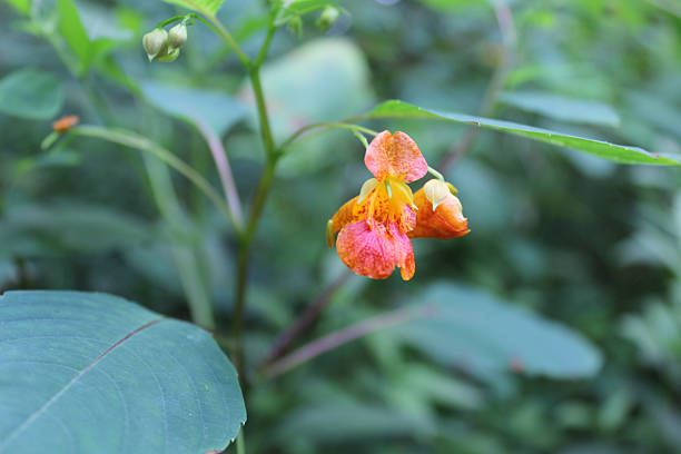 Orange wildflower, jewel weed, imaptiens capensis, touch me not stock photo