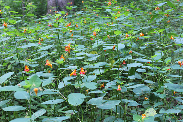 Orange wildflower, jewel weed, imaptiens capensis stock photo