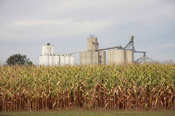 istock Corn in Late Summer Near Iowa Grain Elevator 502215584