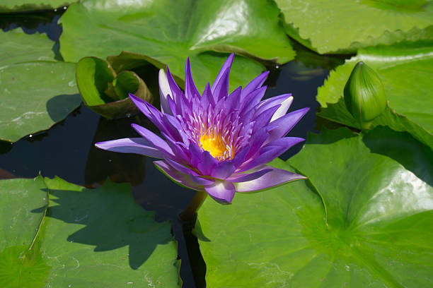 istock Lotus flower in the pool. 502215800