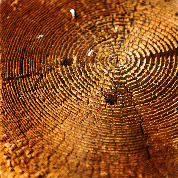istock Weathered pine wood in the rough section 502216330