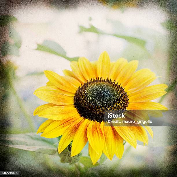 Girasol Foto de stock y más banco de imágenes de Aceite para cocinar - Aceite para cocinar, Agricultura, Aire libre