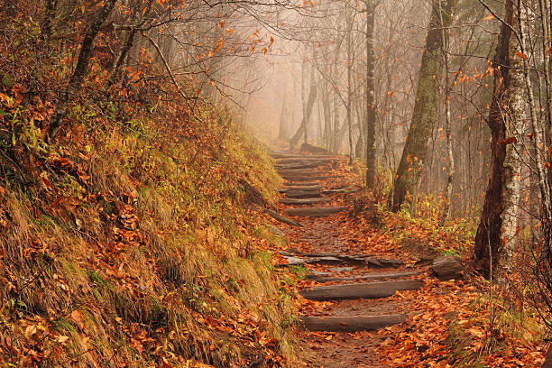Foggy Appalachian Trail Appalachian Trail on a foggy and rainy fall afternoon, Newfound Gap, Great Smokey Mountains National Park appalachian trail photos stock pictures, royalty-free photos & images