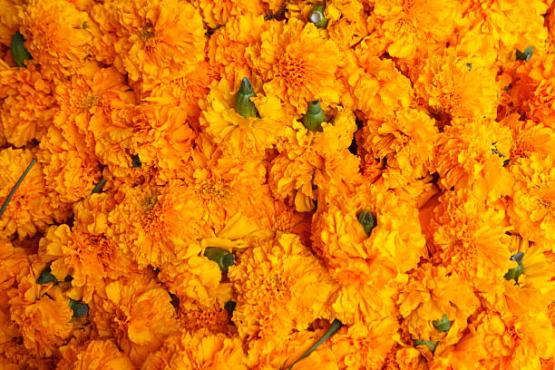 istock Marigold flowers garland background 502219601