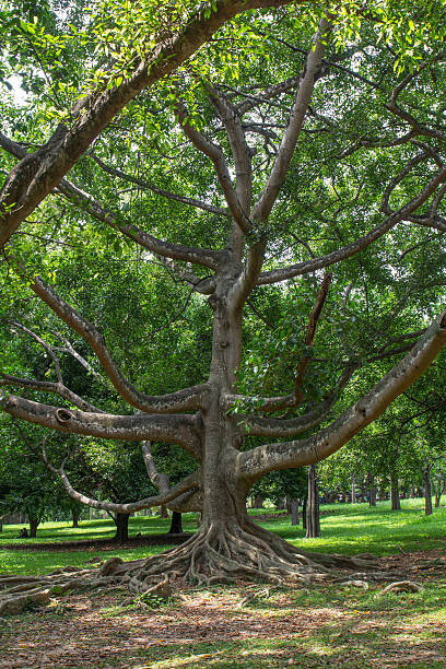 istock botanical Garden of Peradeniya 502219839