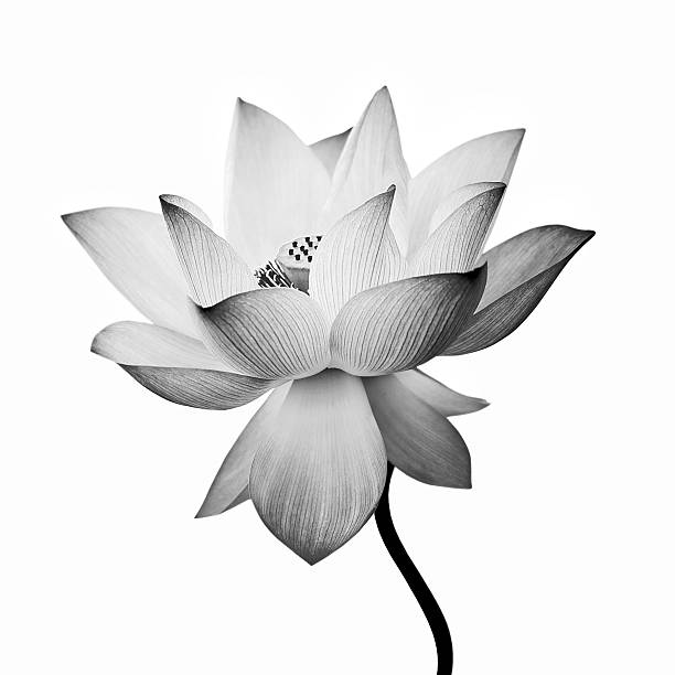 isolated lotus stock photo