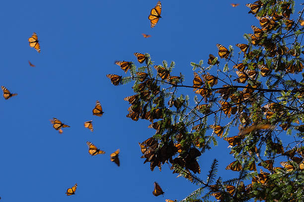 istock Monarch Butterflies on tree branch in blue sky background 502220640