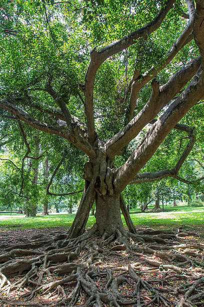 istock botanical Garden of Peradeniya 502220843