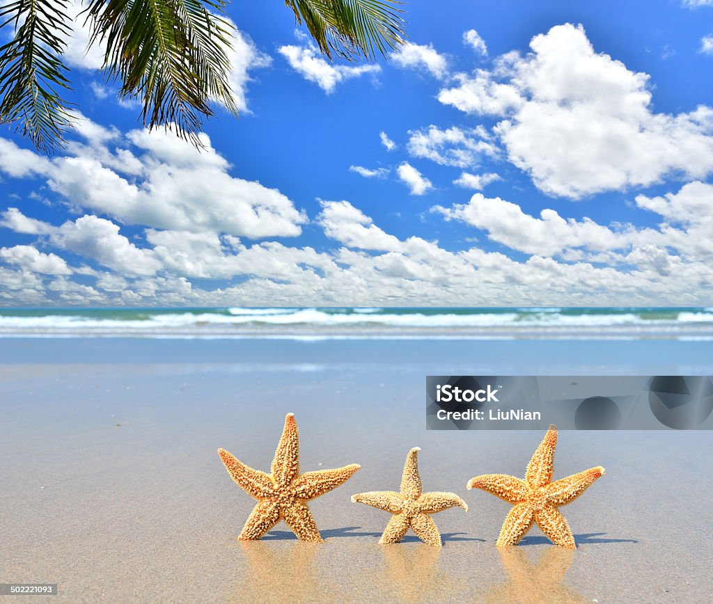 Tres estrella de mar en la playa de arena - Foto de stock de Agua libre de derechos