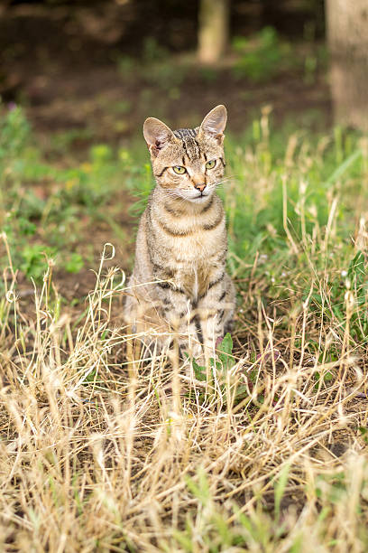 istock Stray cat sitting in the grass 502221305