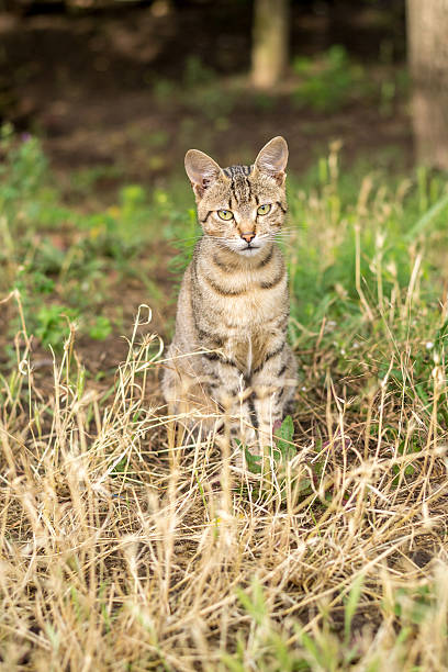 istock Stray cat sitting in the grass 502221407