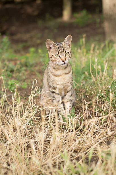 istock Stray cat sitting in the grass 502221503