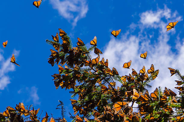 monarch papillons sur arbre branche avec un ciel bleu en arrière-plan - monarque rôle social photos et images de collection
