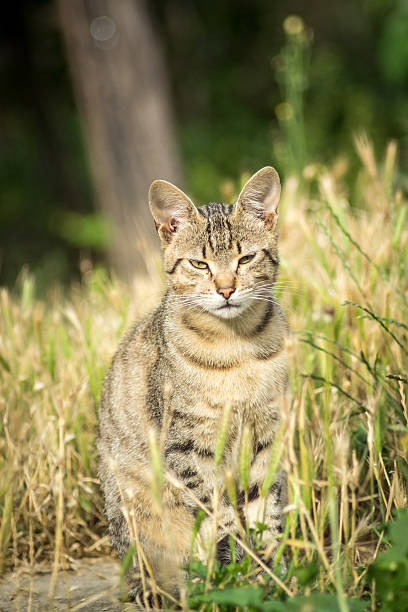 istock Stray cat sitting in the grass 502221927