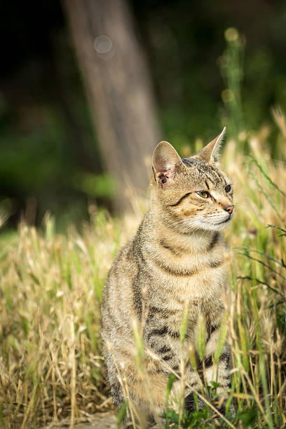 istock Stray cat sitting in the grass 502221929