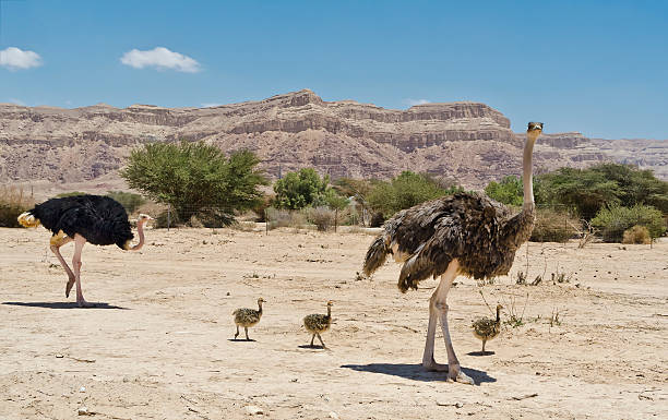 istock Pair of African ostriches with  young chicks 502222349