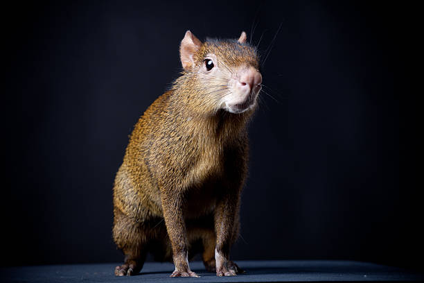 Central American agouti on black Central American agouti, Dasyprocta punctata, on black background dasyprocta stock pictures, royalty-free photos & images