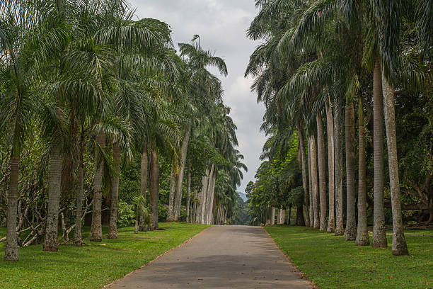 istock botanical Garden of Peradeniya 502222663