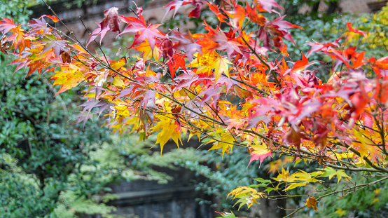 Beautiful autumn leaves and foliage in Kyoto, Japan