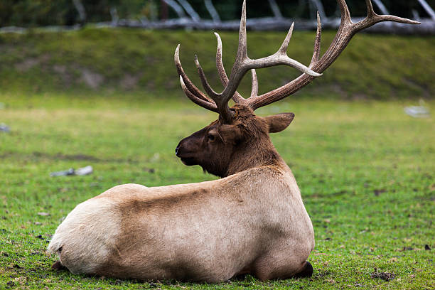 istock Caribou in Alaska 502223600