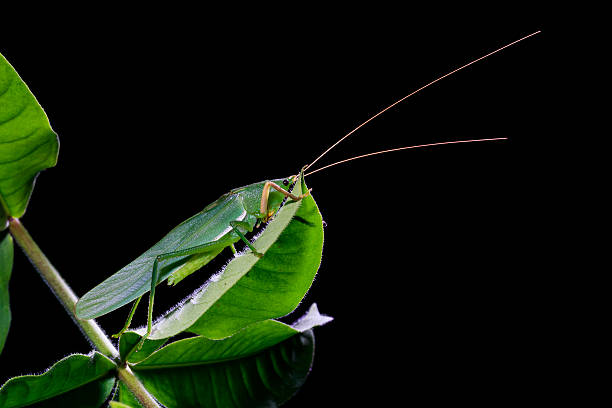 istock green grasshopper on the leaves on black background 502223614