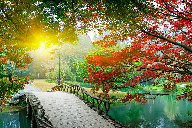 아름다운 메이플 작은 구름다리 중국 가든 - forest pond landscaped water 뉴스 사진 이미지