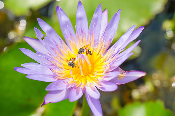 istock Colorful blooming purple water lily with bees 502223718
