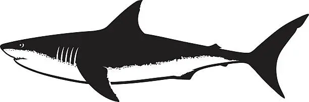 Vector illustration of Great White Shark Silhouette Isolated on White