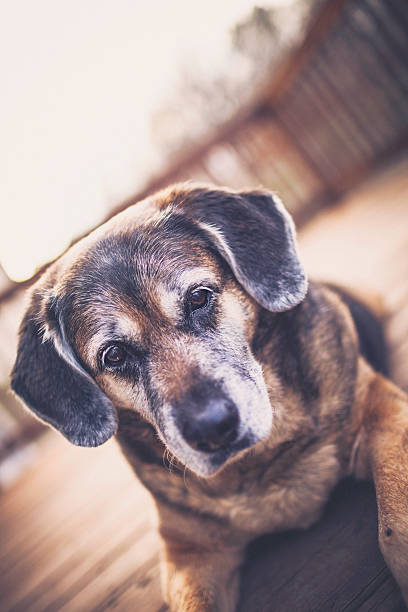 istock Beautiful senior dog sitting on wooden deck 502223982