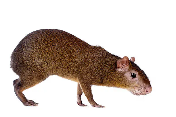 Central American agouti, Dasyprocta punctata, isolated on white background