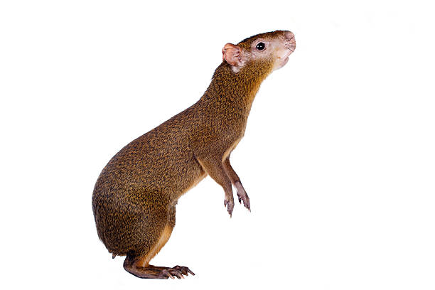 agouti sur blanc d'amérique centrale - punctata photos et images de collection