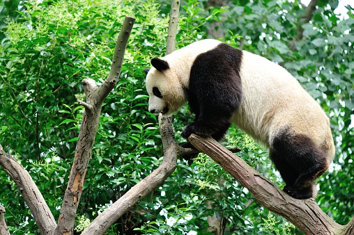 old giant panda at chengdu, china