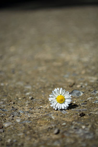 istock Dasiy flower lies on the road 502225329