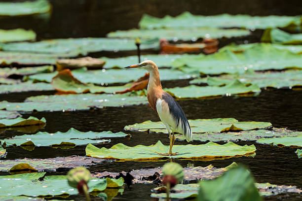 istock bird on lotus leaf in pond 502225386