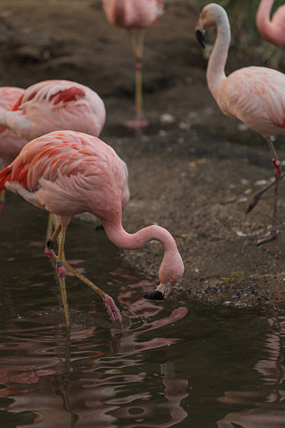 istock Chilean flamingo, Phoenicopterus chilensis 502225772