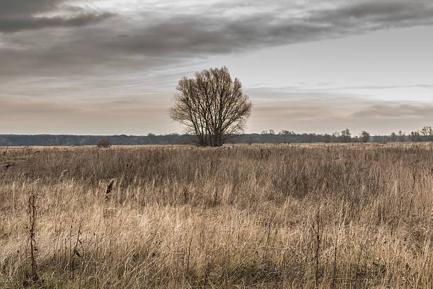 istock Lonely tree in a cloudy morning 502225786