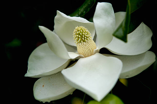 istock Sweet Magnolia Blossom 502226023