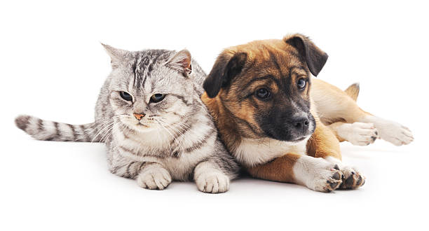 istock Cat and puppy. 502226798