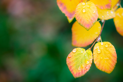 Colorful leaves with rain drops.