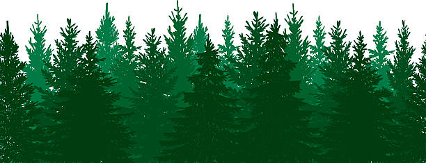 ilustraciones, imágenes clip art, dibujos animados e iconos de stock de pino sin costuras fondo de bosque - horizontal white background in a row copy space