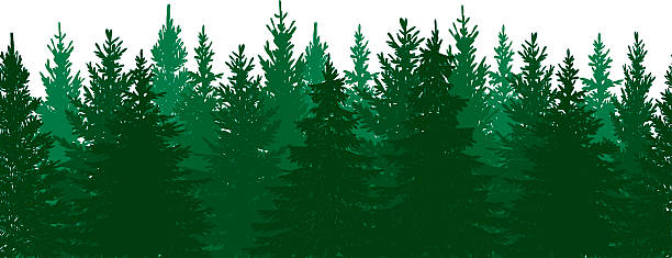 bezszwowe tło drzewa sosnowego lasu - spruce tree obrazy stock illustrations