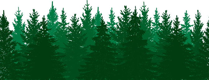 Vector illustration of pine tree forest.